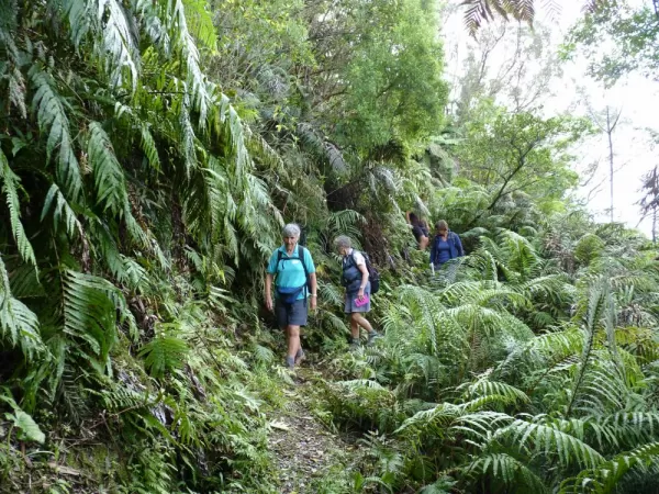 Travelers hiking through the tropical environment.