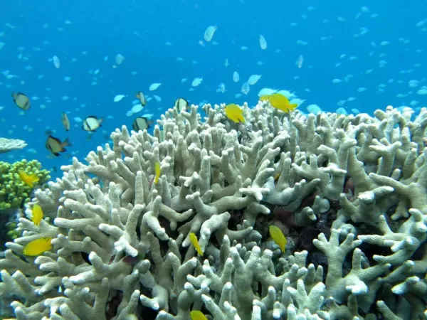 Coral reefs in the area of Melanesia.