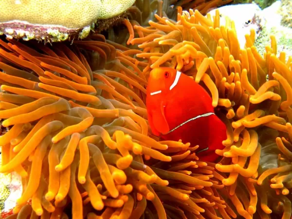Clown fish hides in a sea anemone.
