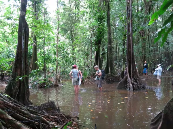 Wandering through the swampy forests of Melanesia.