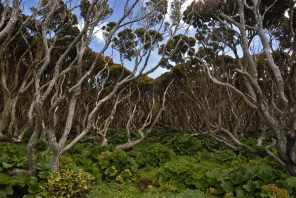 Unique landscape of Auckland Islands.