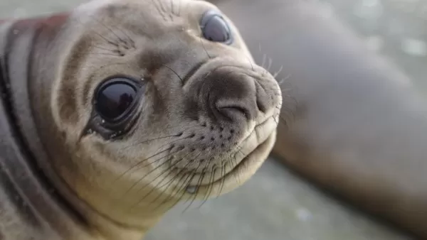Close up of a sea lion.
