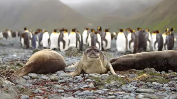 Sea lions lying on the beach by a group of penguins.