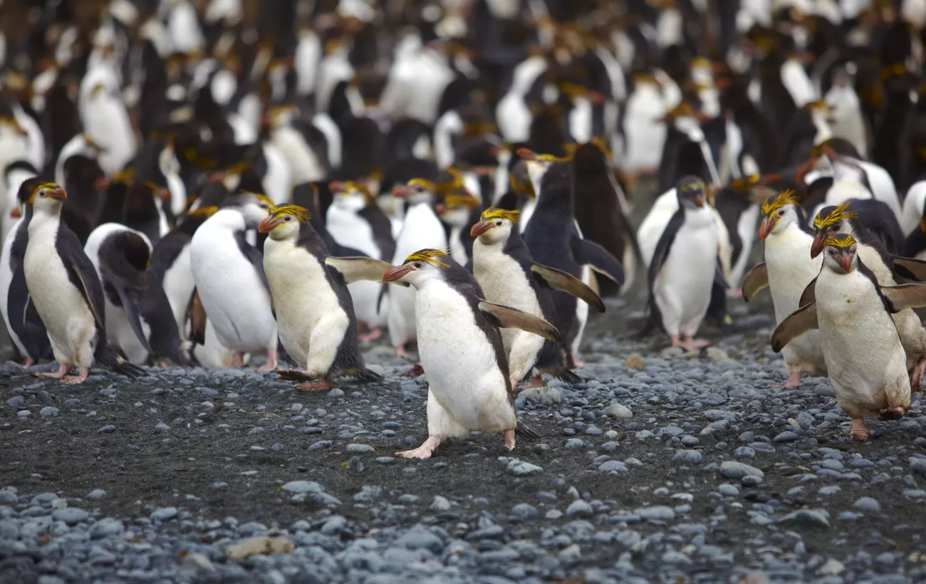 A large group of Royal Penguins