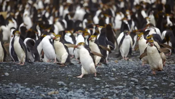 A large group of Royal Penguins