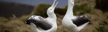 Albatrosses squawk at the sky.