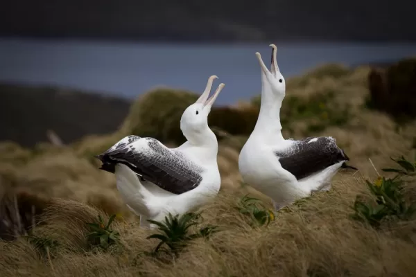 Albatrosses squawk at the sky.