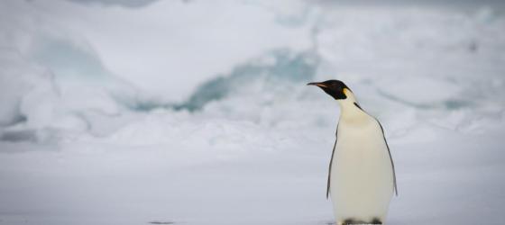 A single penguin on Antarctica.