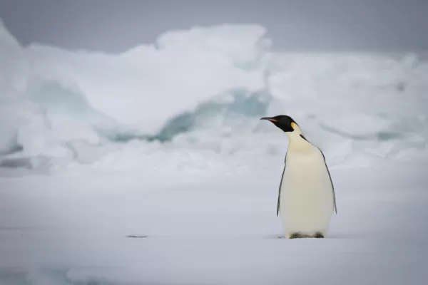A single penguin on Antarctica.
