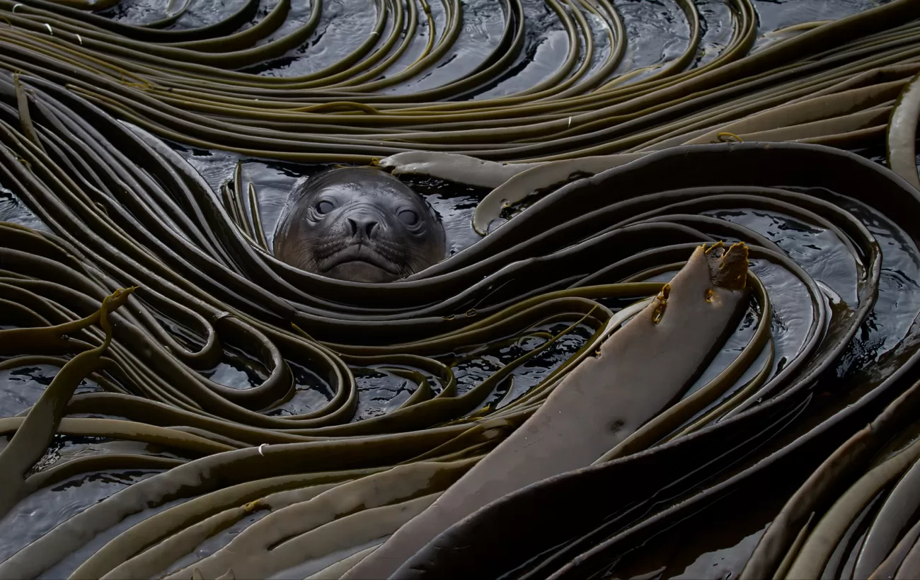 Sea lion nestled in the seaweed.