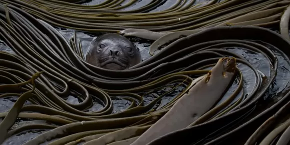 Sea lion nestled in the seaweed.