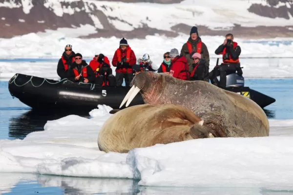 Zodiac tour to see an arctic walrus.