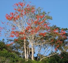 Red coral trees