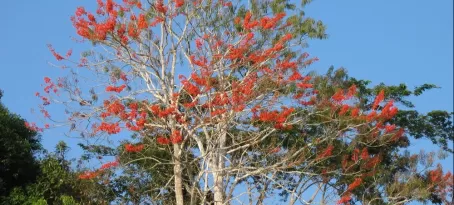 Red coral trees