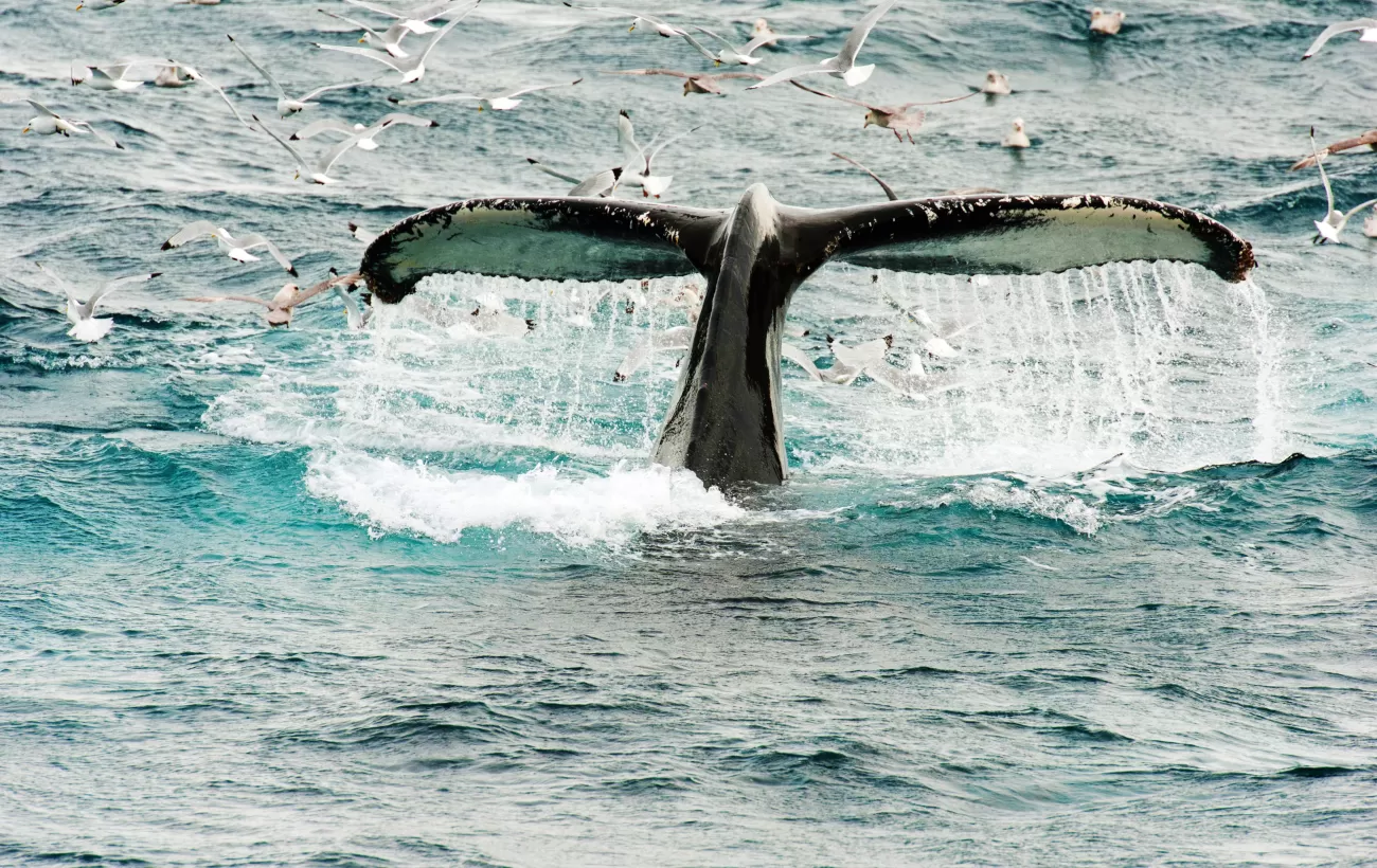 Whale watching in the European arctic.