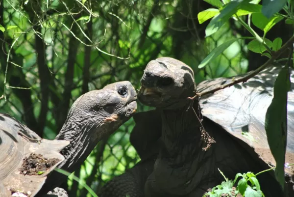 A pair of giant Galapagos tortoises 