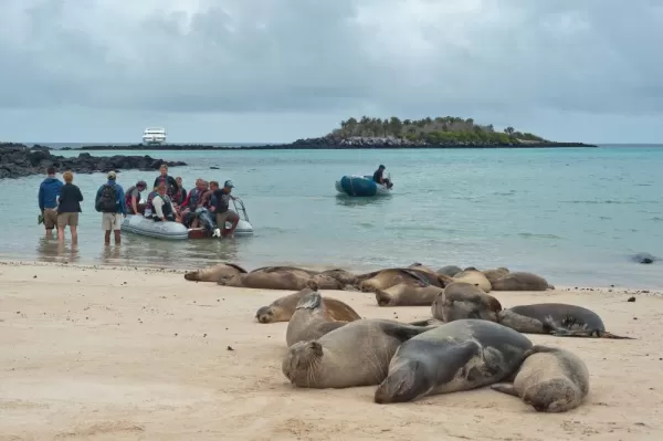 Sea lions resting on the beach with travels watching in zodiacs.