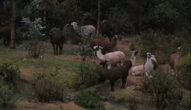 our pack llamas