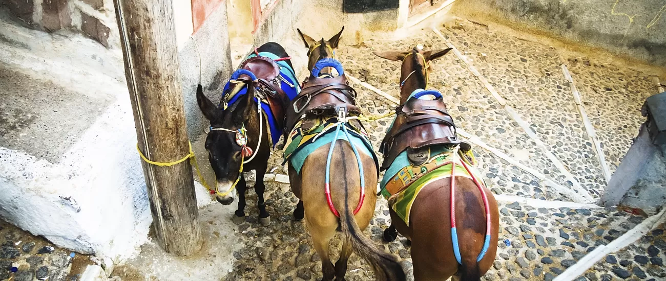 Donkeys are a traditional form of transportation in Greece