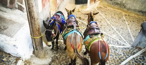 Donkeys are a traditional form of transportation in Greece