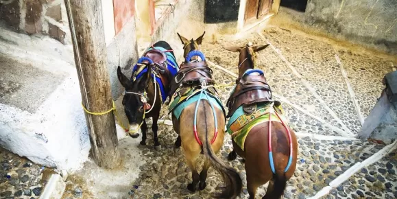 Donkeys are a traditional form of transportation in Greece