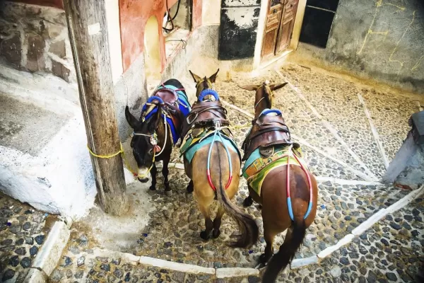 Donkeys are a traditional form of transportation in Greece