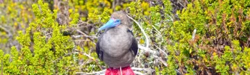 A Red-footed Booby sitting in a bush.