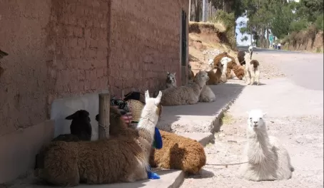 We saw these while walking around Cusco