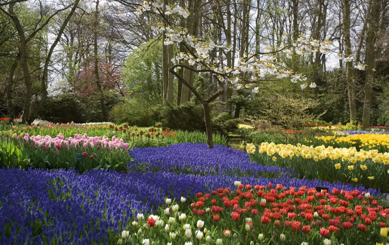 The beautiful tulip gardens of Holland
