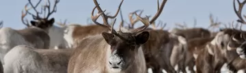 A herd of arctic caribou feed through the snow.