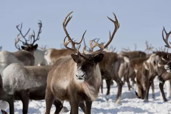 A herd of arctic caribou feed through the snow.