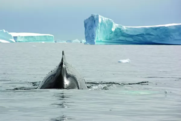 A whale makes its way through the arctic waters.