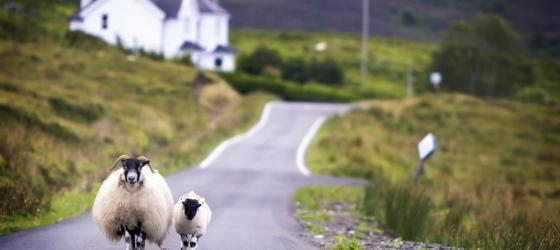Sheep walking on the road in the countryside.