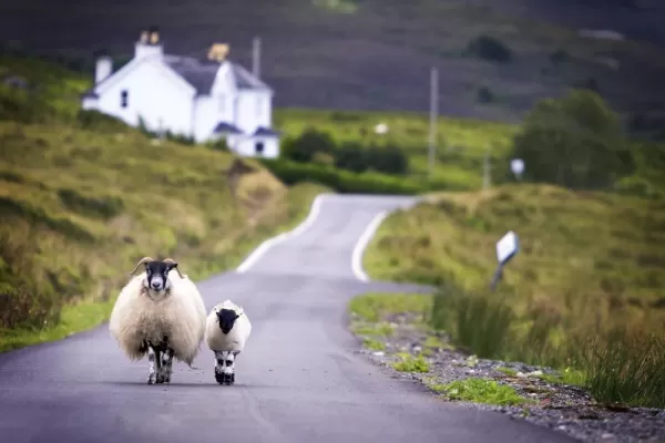 Sheep walking on the road in the countryside.