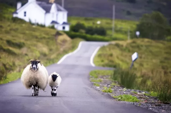 Sheep walking on the road in the British countryside.