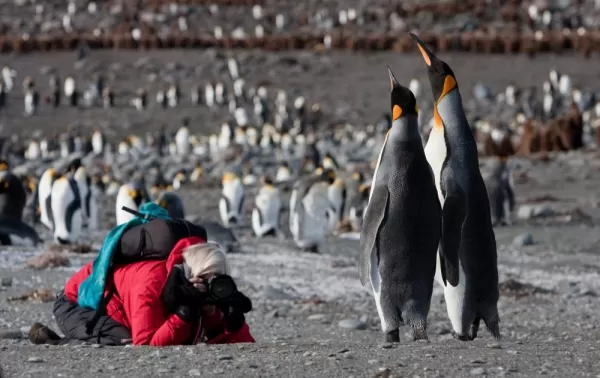 Photographing Penguins in South Georgia.