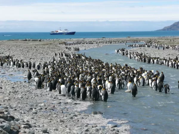 Penguins gather by the ocean.