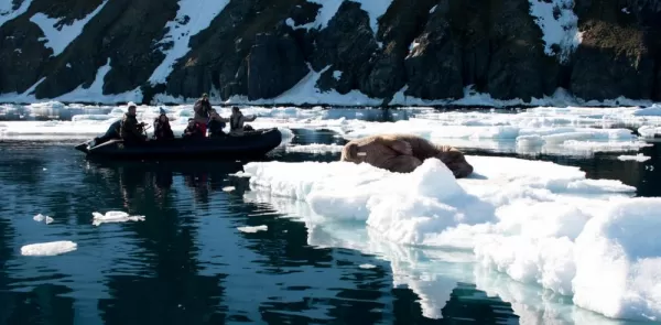 Travelers find a walrus on a zodiac trip through the arctic.