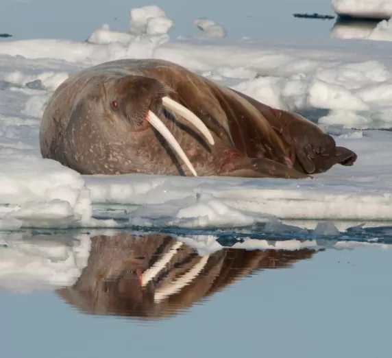 A walrus relaxes on the snow.