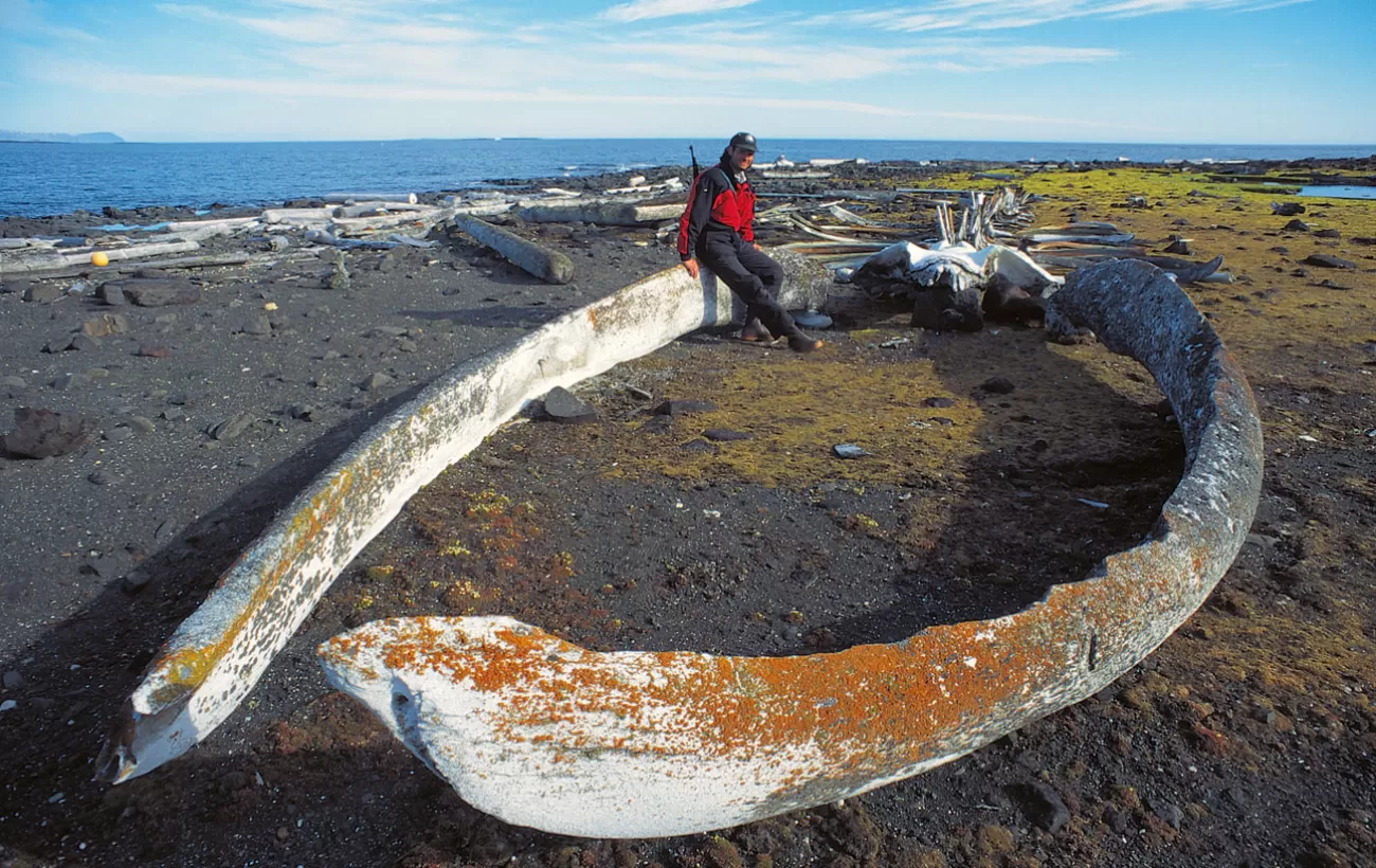 Giant whale jaw in the arctic