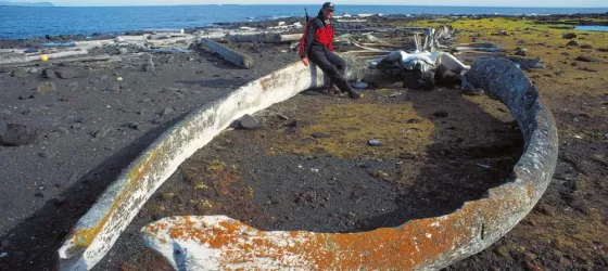 Giant whale jaw in the arctic