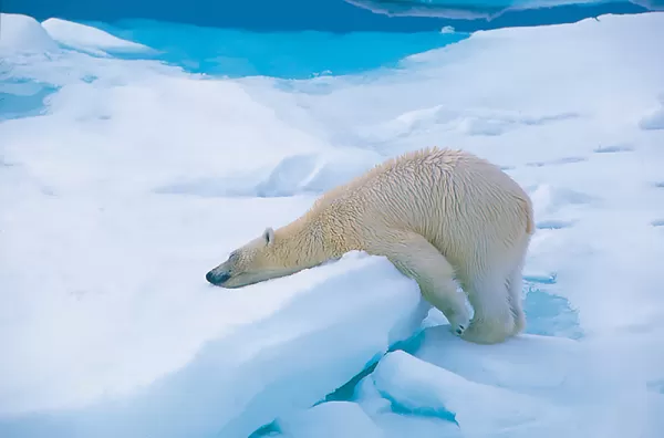 Polar bear relaxing on an iceberg.