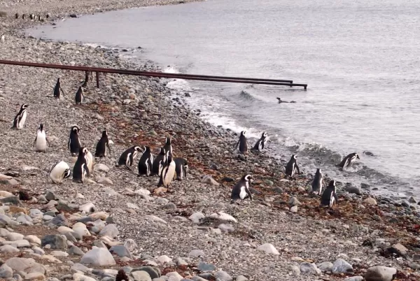 Penguins on Magdalena Island.