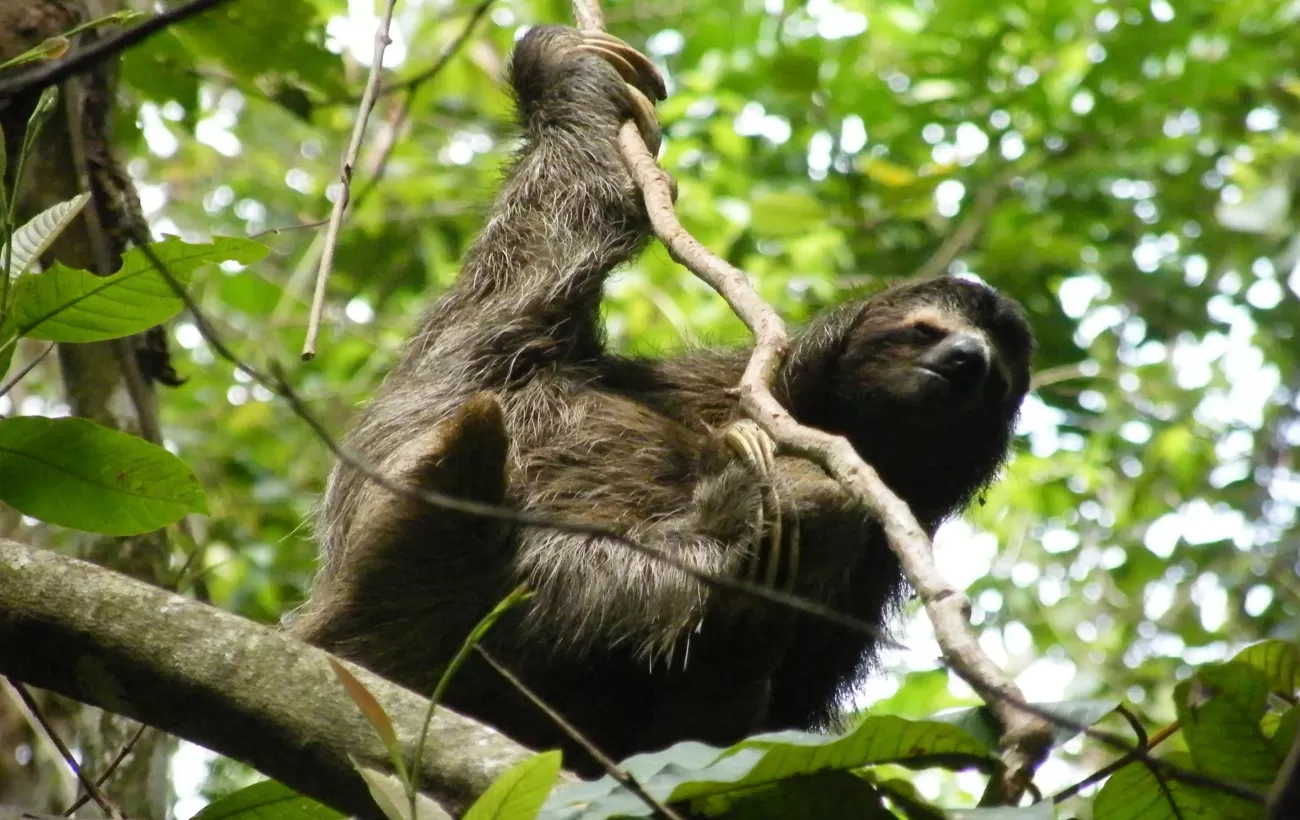 Sloth in the rainforest canopy 