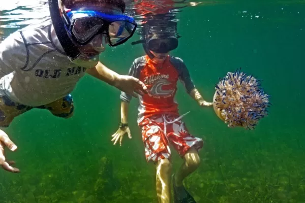 Snorkel with fascinating sea life while staying at Tranquilo Bay Lodge
