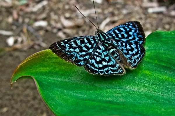 A gorgeous butterfly in Panama