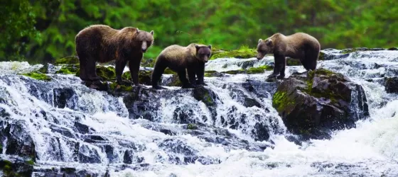 Brown Bear sow with cubs fishing for pink salmon.