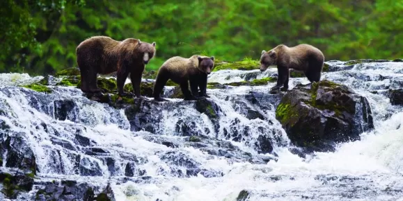 Brown Bear sow with cubs fishing for pink salmon.