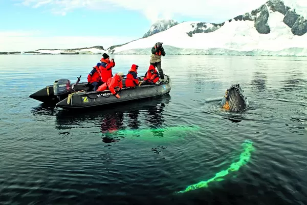 Take a zodiac trip to view Humpback Whales.