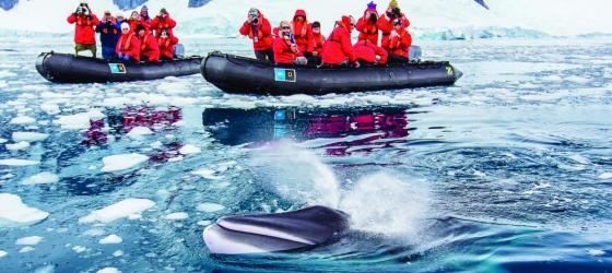 Travelers catching a glimpse of a Minke Whale on a zodiac trip.